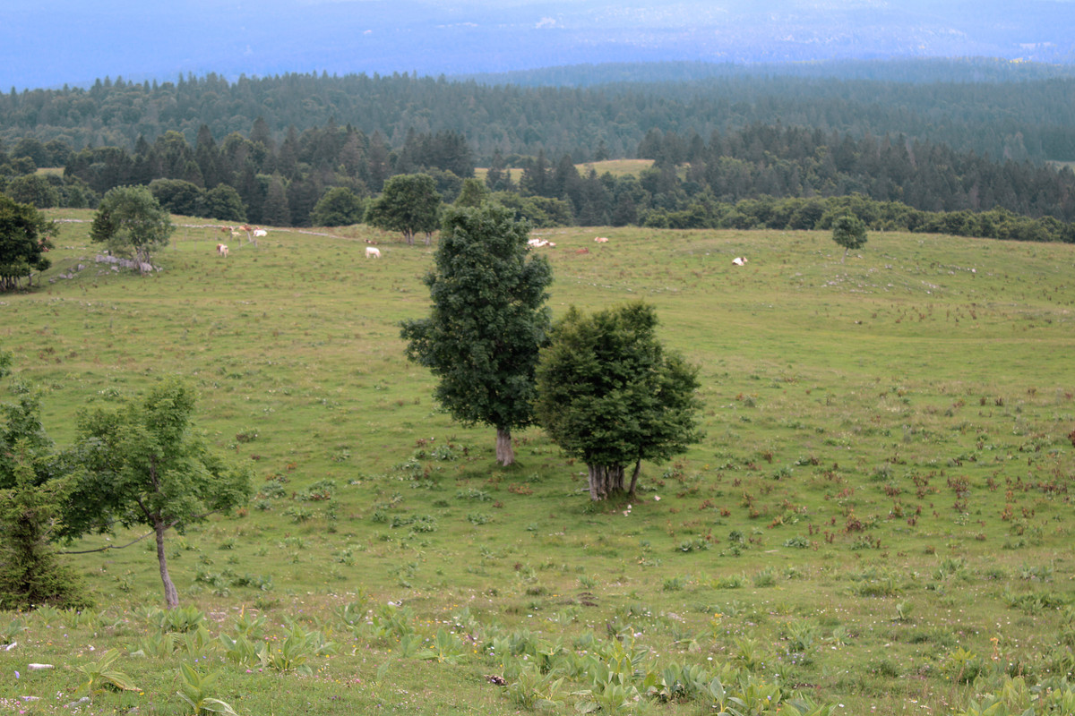 28,1 - Une fourmi et sa caméra dans un monde de géant