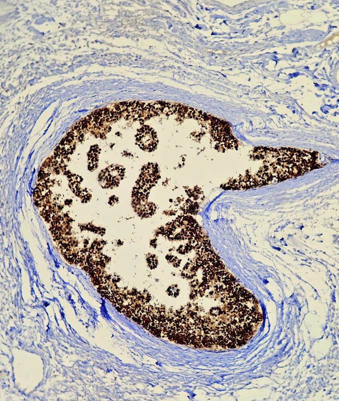 Laboratorio de Citología