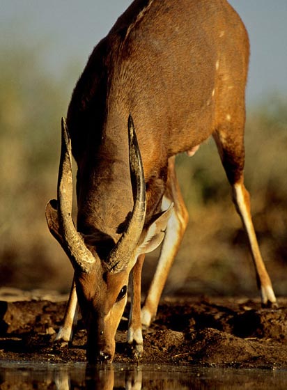 [Image: dv11.jpg]
