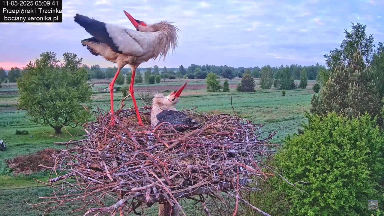 11052025bociany4