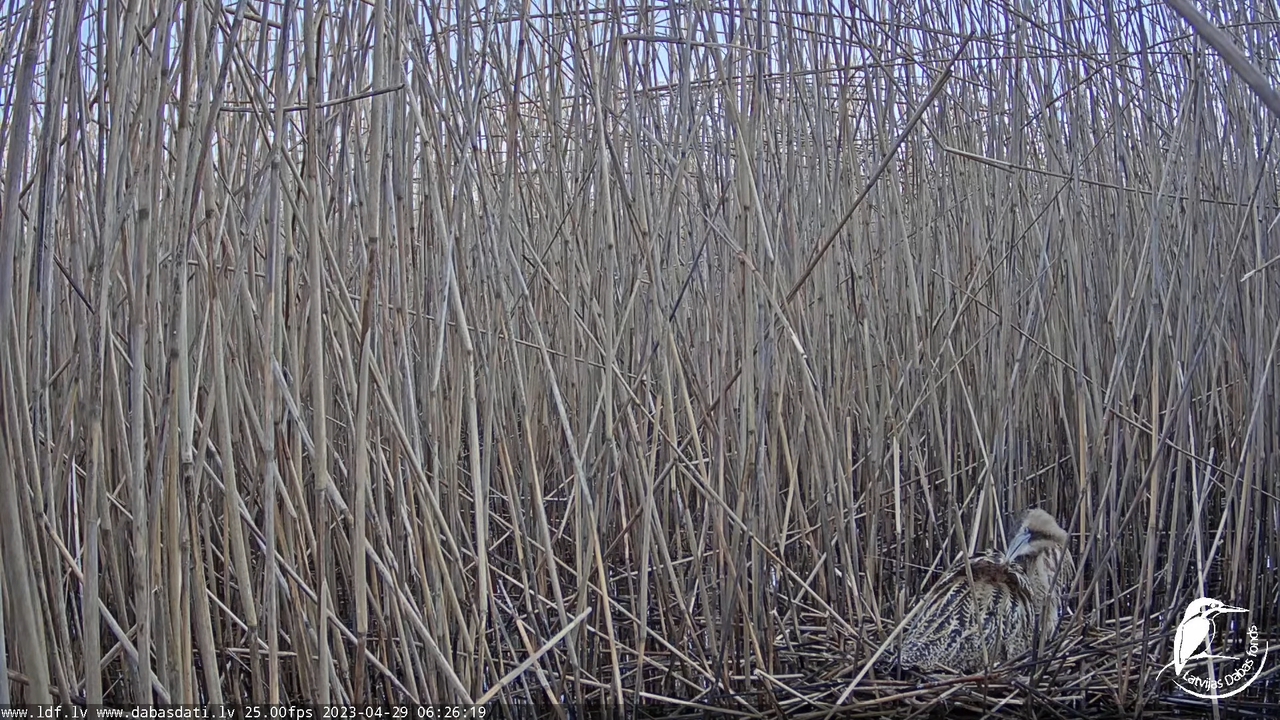 Lielais dumpis (Botaurus stellaris) Engurē - LDF tiešraide 7-24-29 screenshot