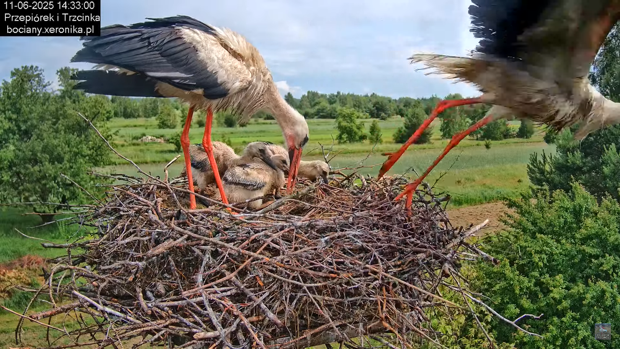 11062025bociany40