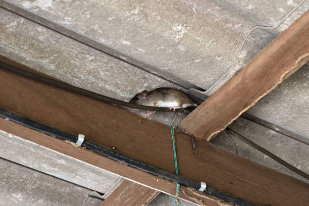 rodent-control-4.jpg