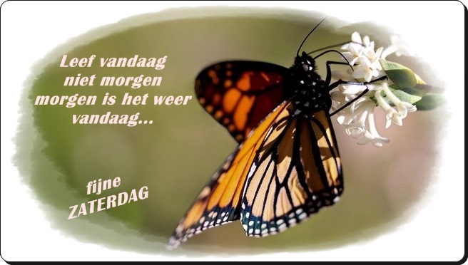 welkom opblog Bunic Jos
