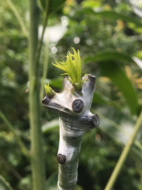 SweetTartpushing62018