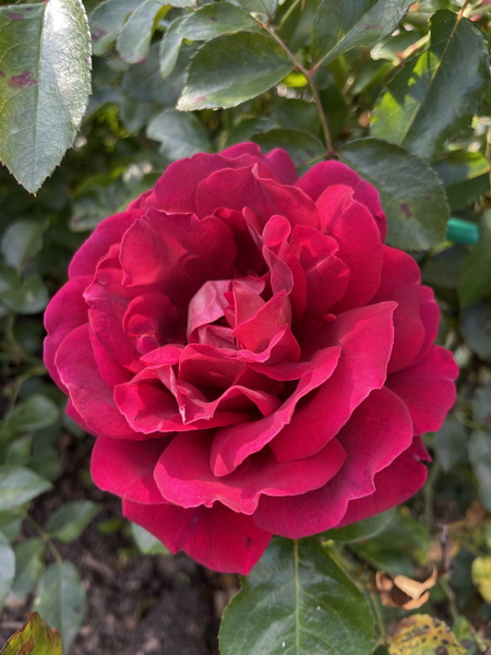 https://i.postimg.cc/hvTNTRXm/IMG-0284.jpg