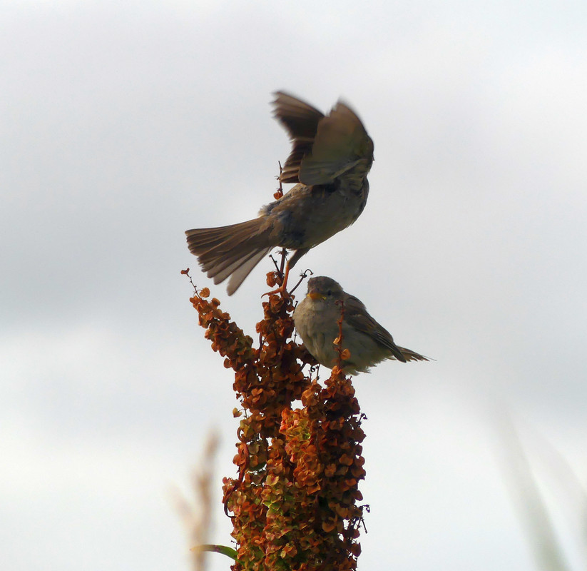 SPARROW 13 220724