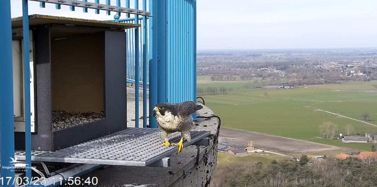screenshots va 2 maart 2023 © VWGGemert/Vogelbescherming Nederland - Pagina 17 2023-03-17-120129