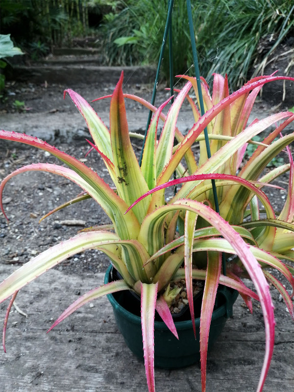 Aechmea Aztec Gold — Postimages