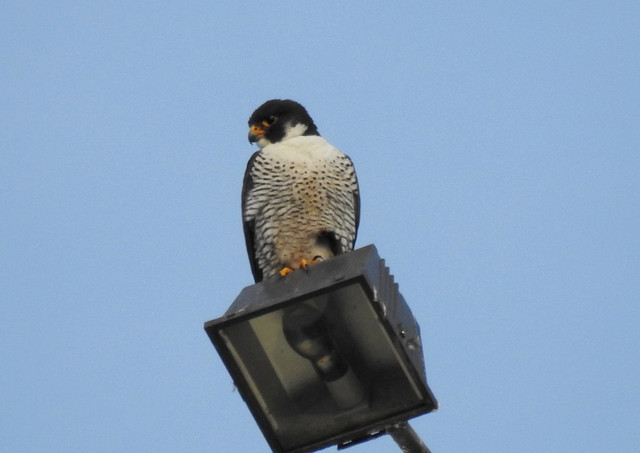 Mckenzie Falcons June 28 2017 007