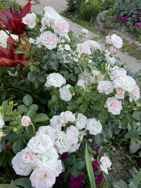 https://i.postimg.cc/hvWtwrwc/IMG-6595.jpg