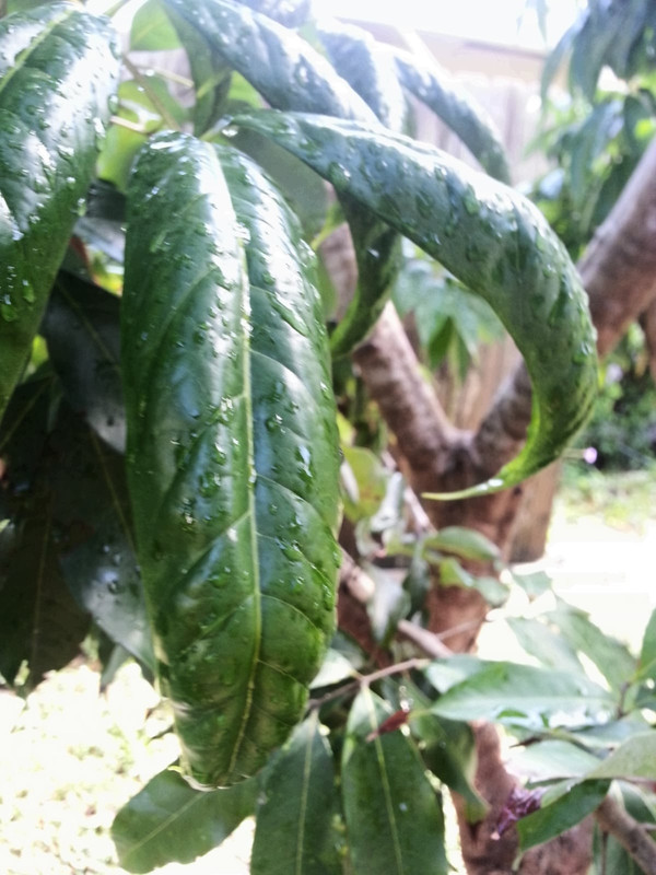 Lychee Leaf 2a (960x1280)
