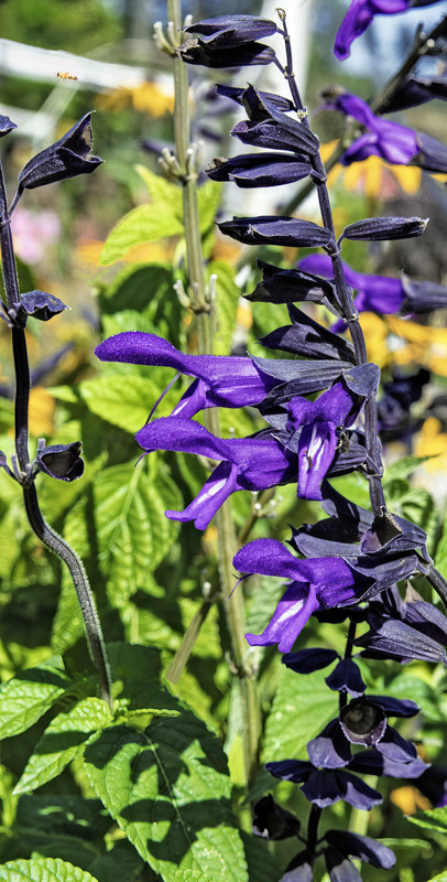 Black and Blue Salvia Plant