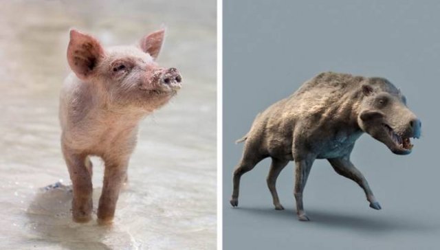 Animales-8