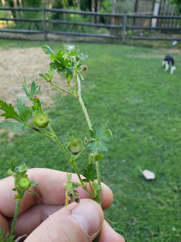 Lespedeza | Lawn Care Forum