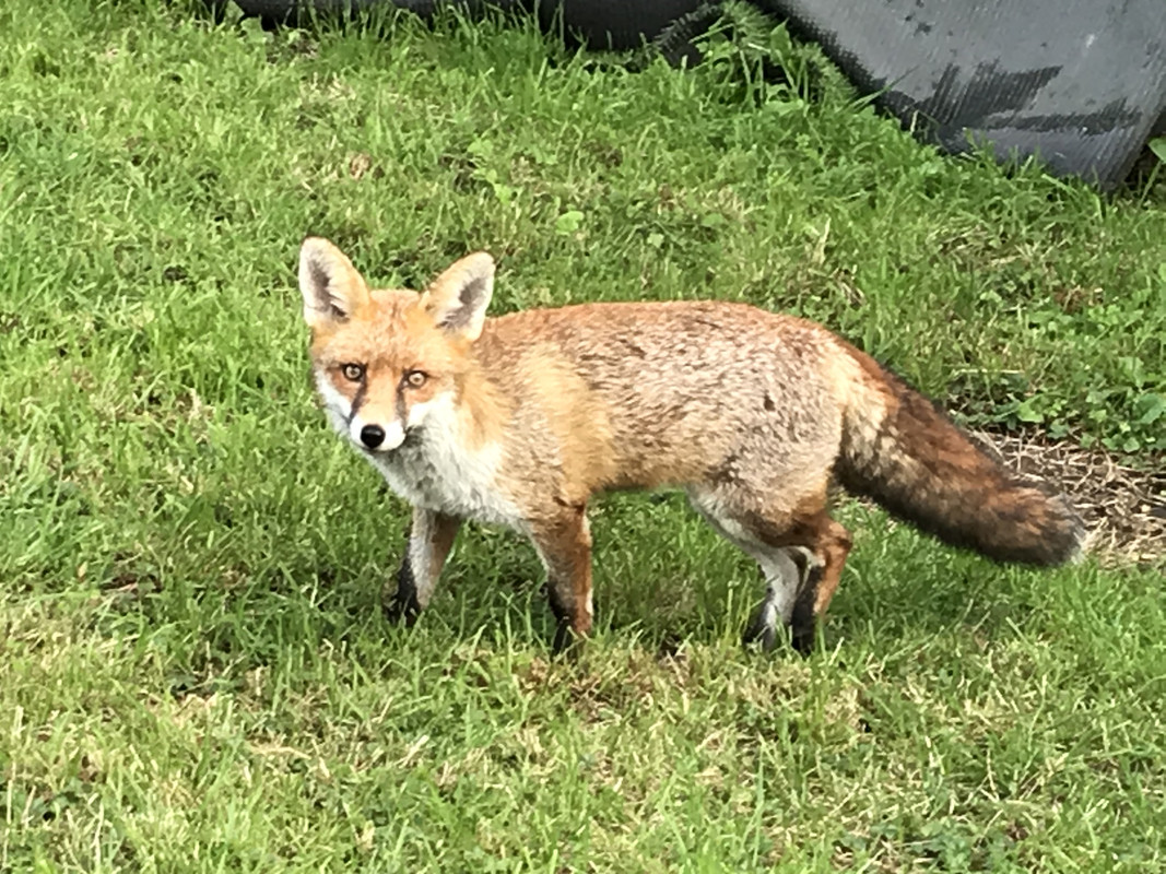 Fox