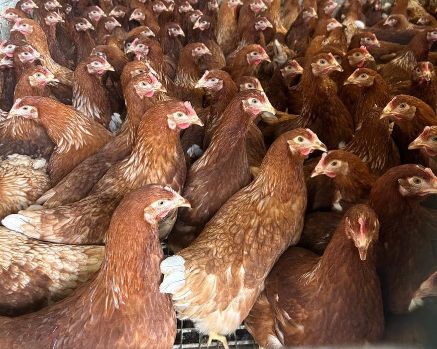 Vaccinated Ready to Lay Pullets for commercial egg production Kenya