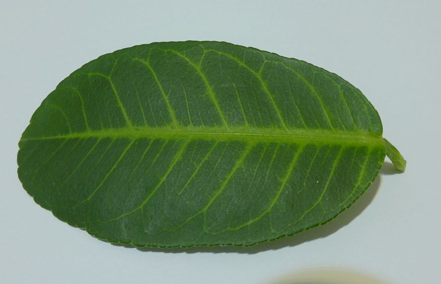 lemon-disease
