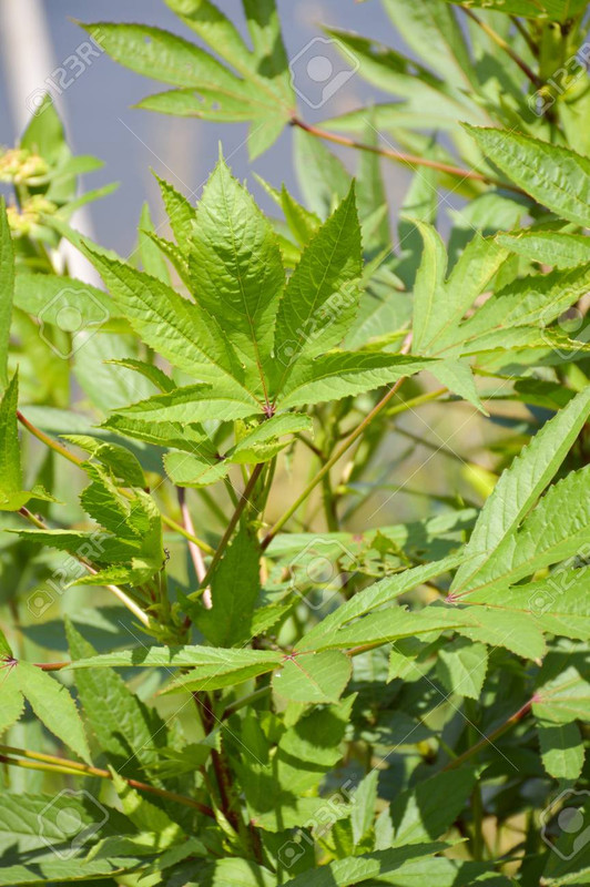 49029958-green-roselle-tree-in-nature-garden