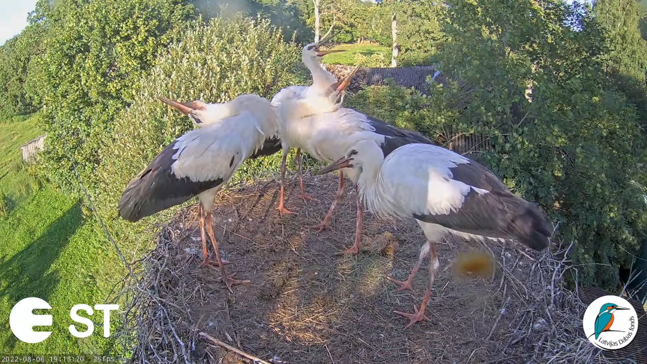 Baltie stārķi (Ciconia ciconia) Tukuma novadā - LDF tiešraide __ White storks in Tukums, Latvia 15-9