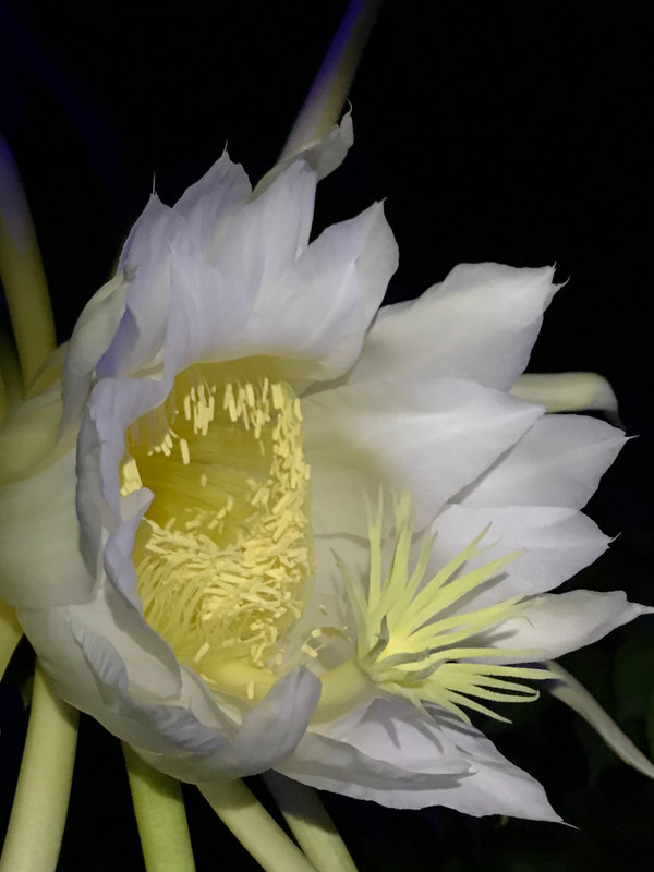 DragonFlowerb