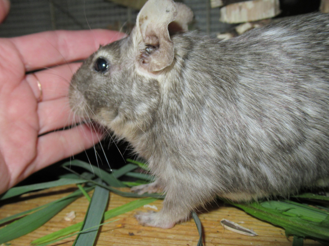 Кася, Ляля, девки (7)