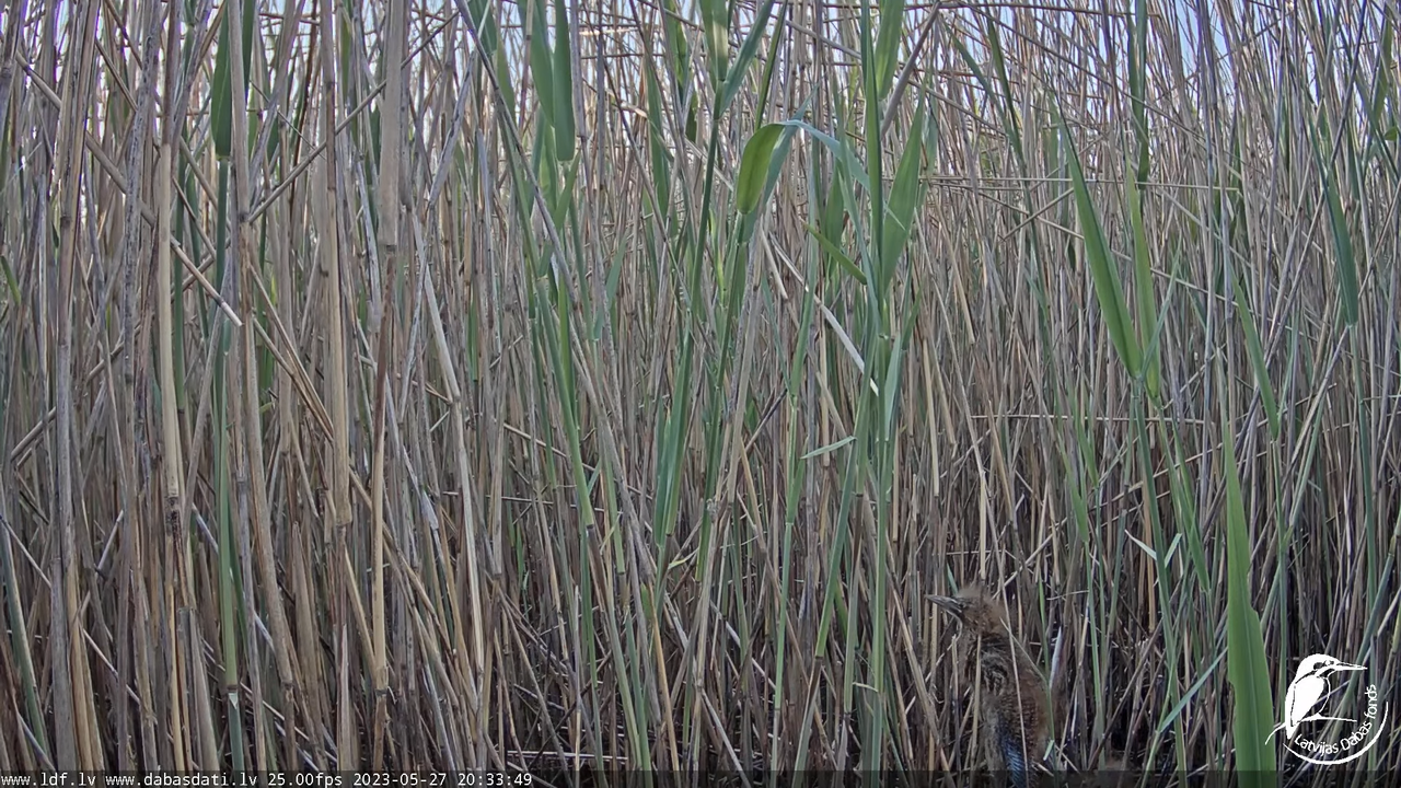Lielais dumpis (Botaurus stellaris) Engurē - LDF tiešraide 16-1-15 screenshot