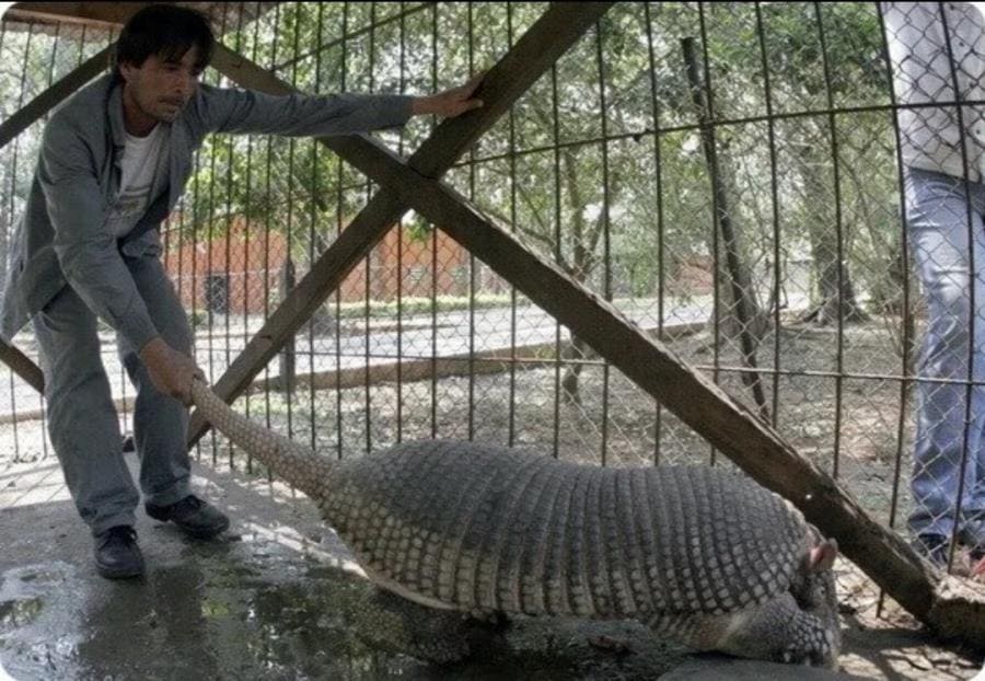 Гигантский броненосец (Priodontes maximus) Гигантский броненосец (Priodontes maximus)