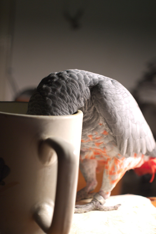 [Bild: vogelkopfindertonnefyyhk.jpg]