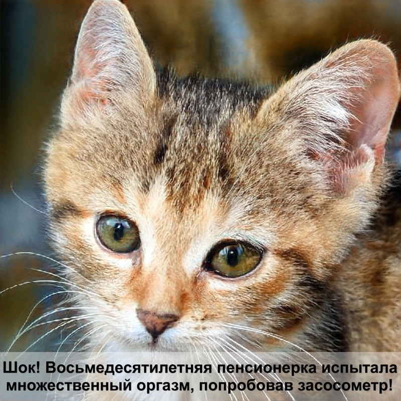 год кошки и кролика