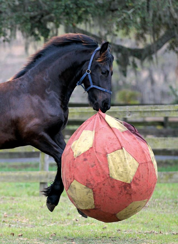 Il Mio Cav (Nov 2021) 2