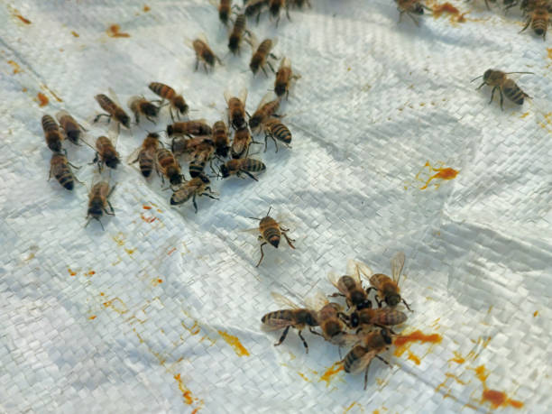 Bed-Bug-Treatment-11.jpg