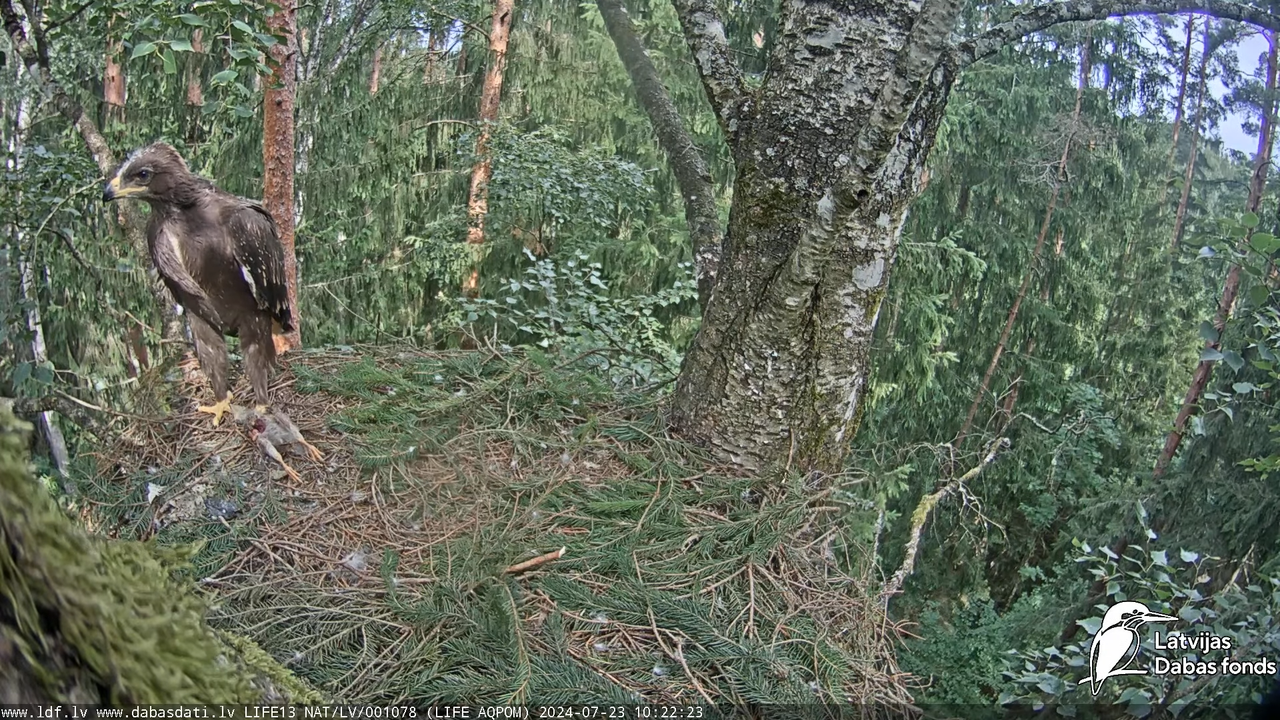 Mazais ērglis (Clanga pomarina), ligzda bērzā - LDF tiešraide 12-24-18 screenshot