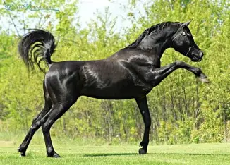 Pur Sang Arabe Noir