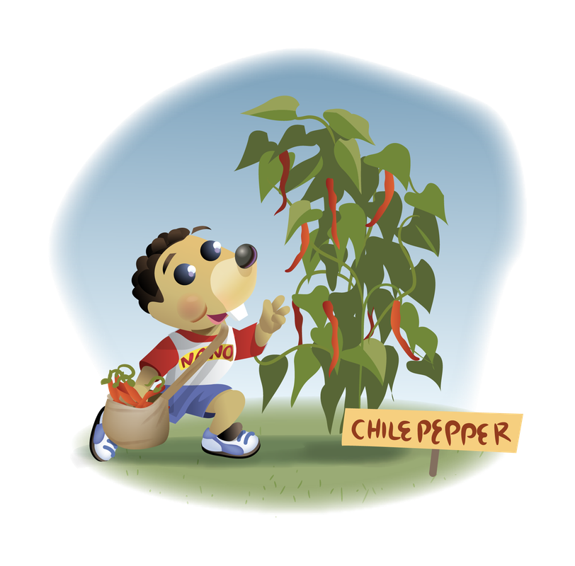 Chile Pepper