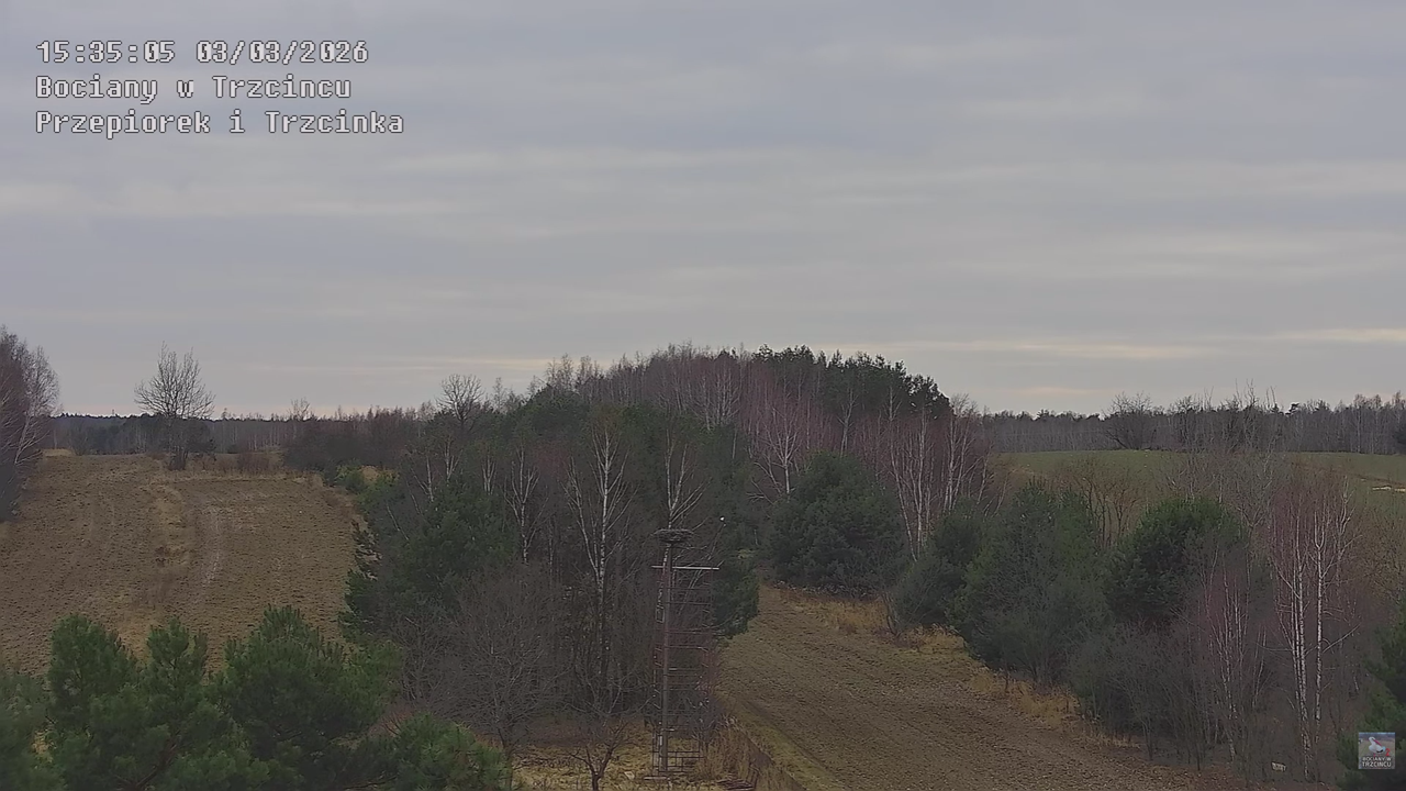 03032026 Prace przy gnieździe 7