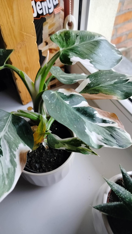 att.aPP0_nm_G2YgJiyV6Q3FBJKvgpd8riL8VcAe2MPcz9s