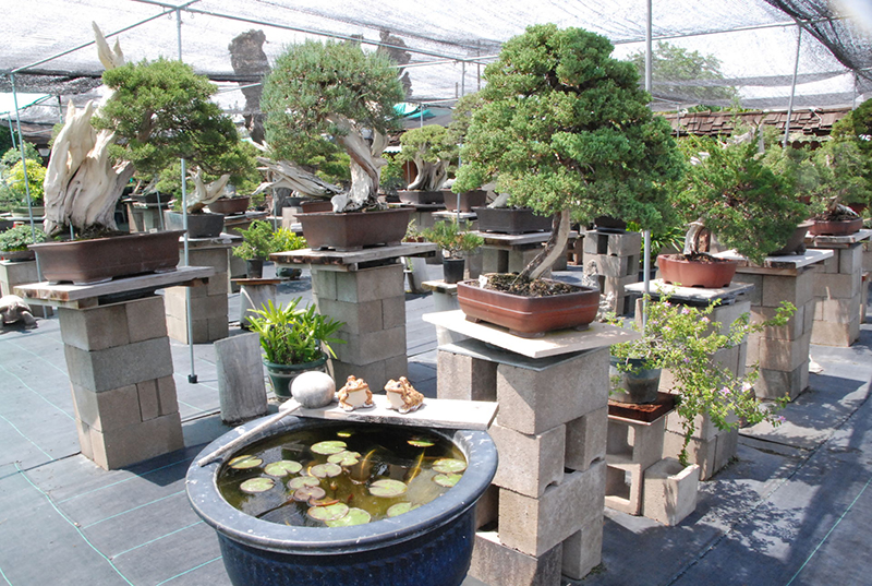 [Image: DP-David-Nguy-bonsai-2.jpg]