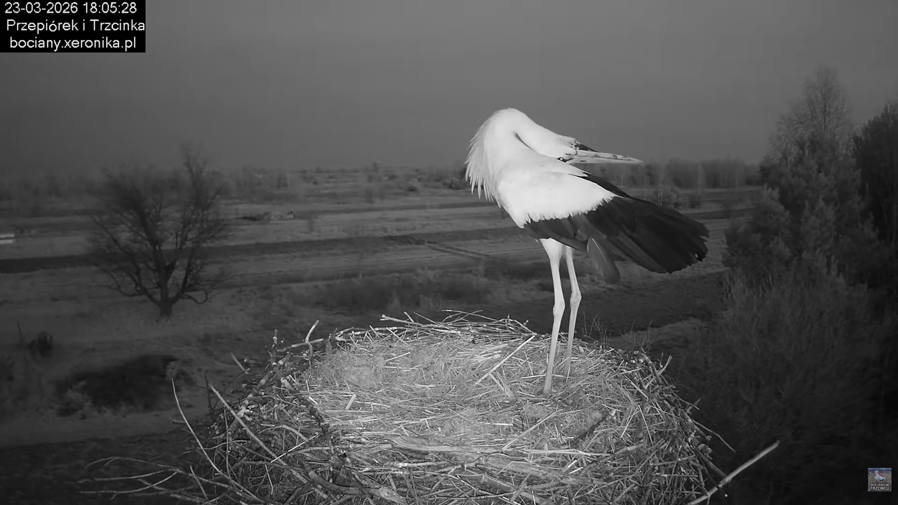 23032026bociany 14