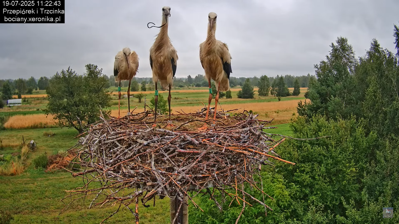 19072025bociany29