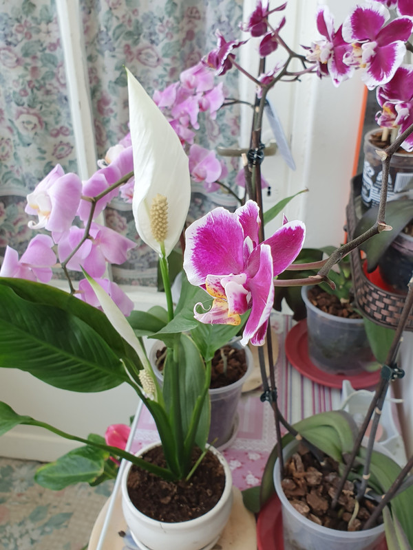 Спатифиллум и орхидеи в хайфской квартире