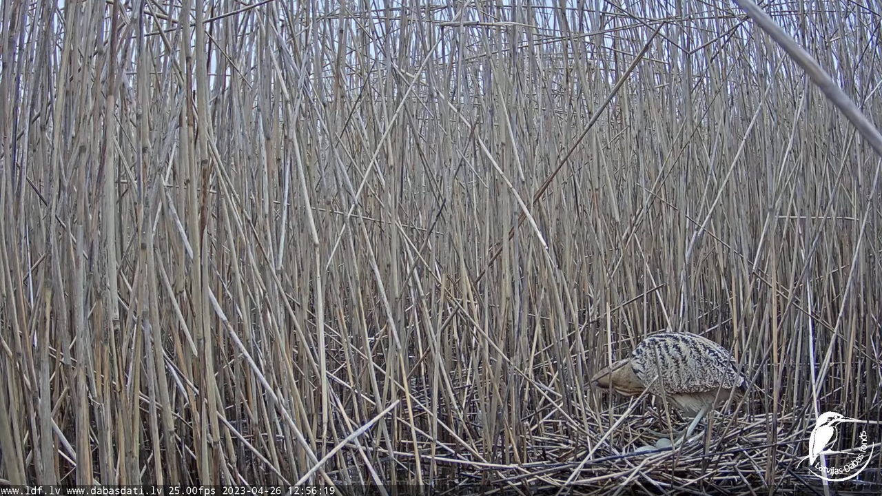 Lielais dumpis (Botaurus stellaris) Engurē - LDF tiešraide 11-15-24 screenshot