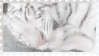 made by @transmascgarfield on tumblr