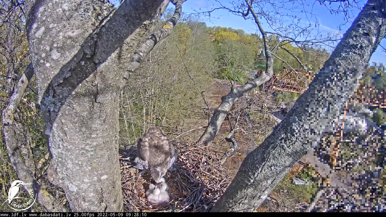 Vistu vanags (Accipiter gentilis) Rīgā - LDF tiešraide __ Goshawks, Riga, Latvia 12-53-11 screenshot