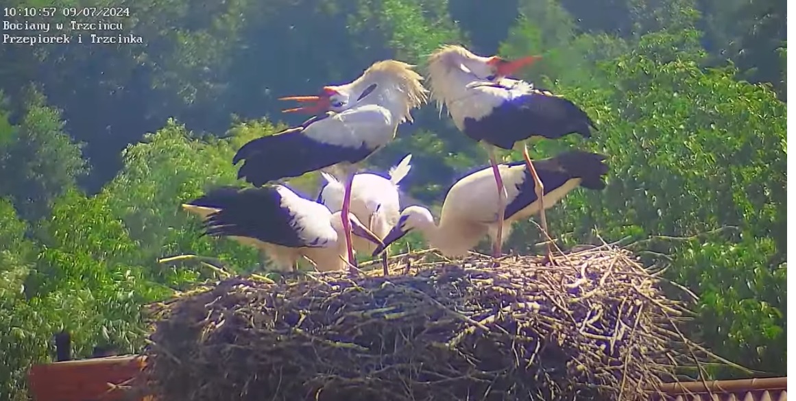 bocianowelove