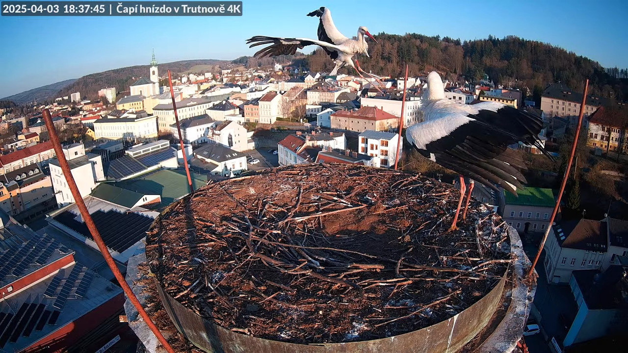 Tiešraidē no stārķa ligzdas uz alus darītavas skursteņa Trutnovā 16-41-0 screenshot