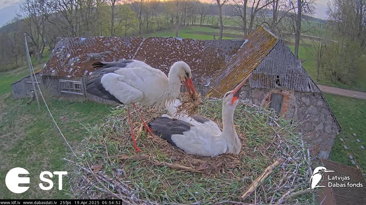 (34) Baltie stārķi (Ciconia ciconia) Tukuma novadā __ White storks in Tukums, Latvia - YouTube - 582