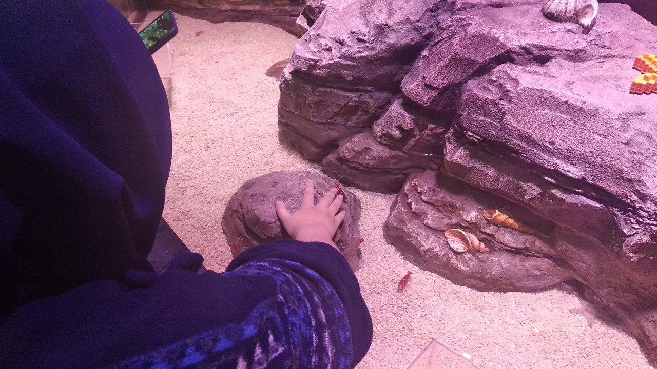 Seorang pengunjung berinteraksi dengan udang di SEA LIFE Malaysia