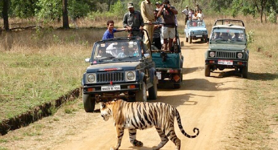 Best Month For Indian Safari
