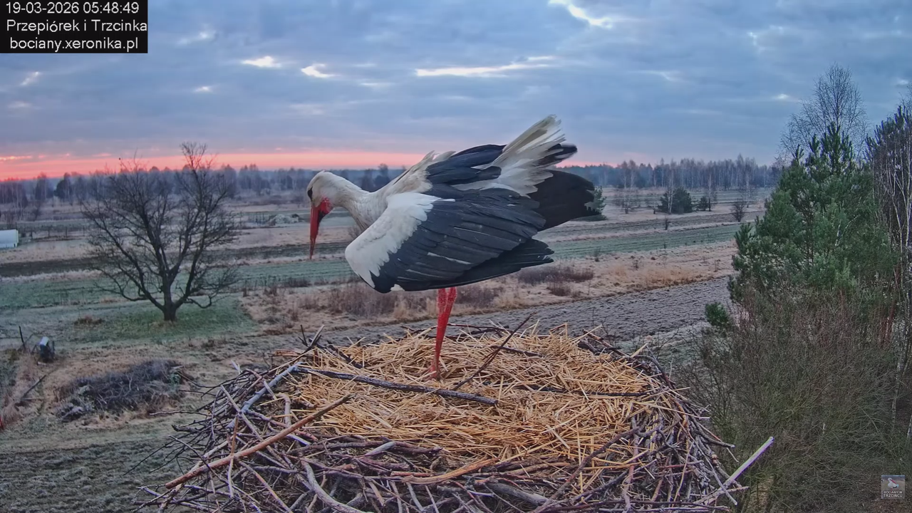19032026 Przylot pierwszego bociana 2